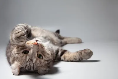 Самые милые: топ-5 пород кошек с короткими лапками - 10 ноября, 2023 Статьи  «Кубань 24»