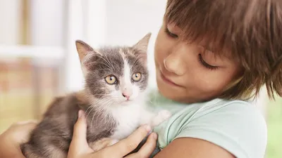 Игры для кошек и котов: 12 идей, во что поиграть с кошкой | Читайте на  Эльдоблоге