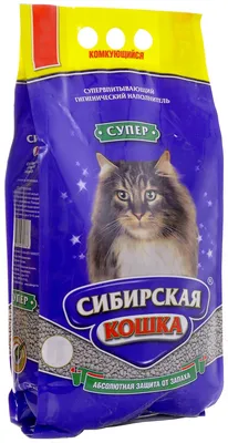 Как можно назвать кота мальчика и девочку - варианты имен | РБК Украина