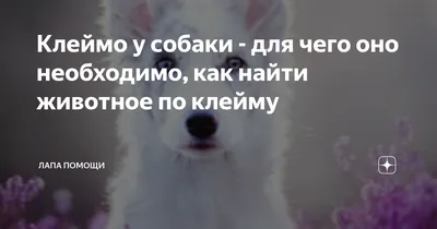 Распознать клеймо нашлась собака Барнаул (с.Фирсово) | Пикабу