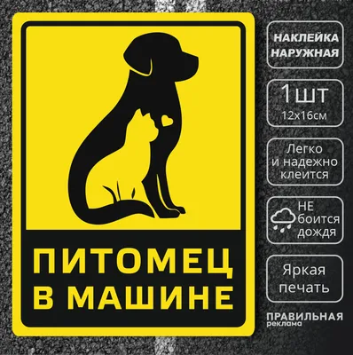 Пропала собака Барни, ул. И. Е. Стырина, Гурьево, клеймо, 89208736073 |  Pet911.ru