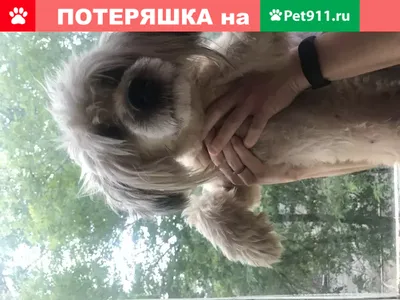 Знак 2 Выгул собак запрещен купить в Санкт-Петербурге | ФЭС-Сервис