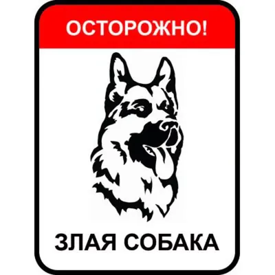 Бирка, клеймо или чип: владельцев обяжут маркировать кошек и собак -  7Дней.ру