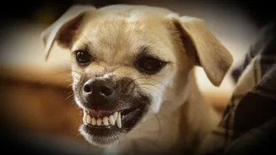 Собака Бронза Клеймо – на сайте для коллекционеров VIOLITY | Купить в  Украине: Киеве, Харькове, Львове, Одессе, Житомире