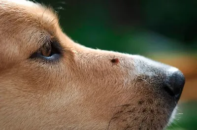 Клещ на лапке у собаки: рассказываю что делать | Корги Хантер и К* | Дзен