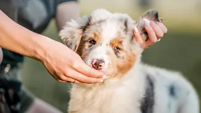 Ушной клещ у собак | Симптомы и лечение
