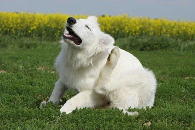 Бабезиоз собак - Ветеринарная клиника \"Друг\"