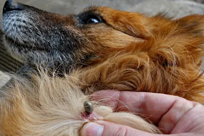 Капли Стронгхолд от блох, ушных и чесоточных клещей, гельминтов для собак  весом от 2,5 до 5 кг - 3 пипетки (фиолетовые) | Купить в Москве