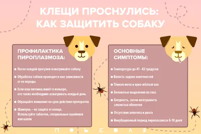 Советы ветеринара: Что делать, если собаку укусил клещ - YouTube