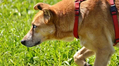 Подкожный клещ у собак: причины, симптомы, лечение, профилактика демодекоза  у собак