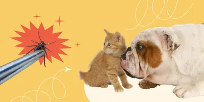 Ушной клещ у собаки: симптомы, причины и лечение | Royal Canin UA