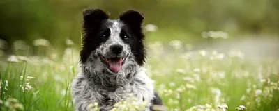 Клещи у собаки: как вытащить, какие симптомы, что делать после укуса