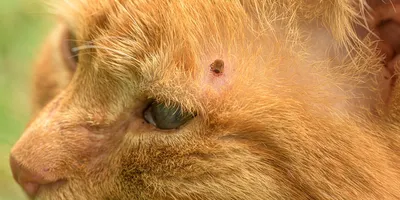Лечение отодектоза (ушного клеща) у кошек в Москве