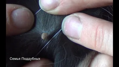 Как вытащить клеща у кошки