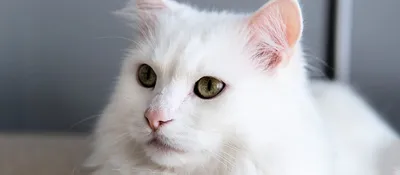 Нотоэдроз: Чесоточный клещ у кошек - Бравекто
