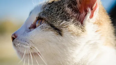 Ушной клещ у кошек: как выглядит, как определить и лечить? | WHISKAS®