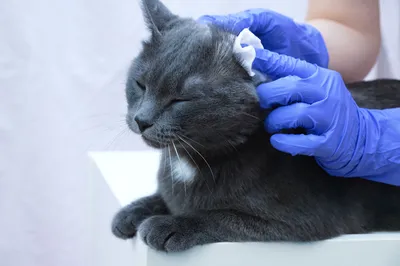 Нестыдные вопросы про ушного клеща у кошек - Питомцы Mail.ru