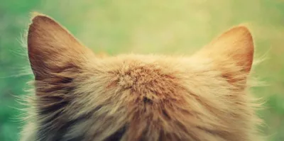 Капли для котят БАРС форте против блох и клещей (3 пип по 0.5 мл) в  mirkorma.ru