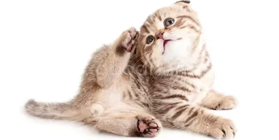 Отодектоз: ушной клещ у кошек - ВЕТМИР