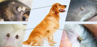 Клещ у собаки-профилактика, лечение | Живана ветеринарная клиника