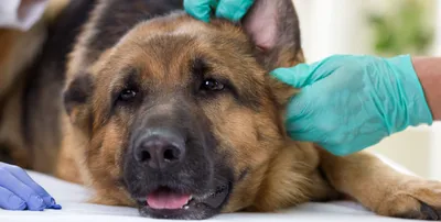 Ушной клещ у собак (отодектоз): симптомы, лечение и профилактика -  Зоомагазин MasterZoo