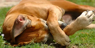 Ушной клещ у собаки | Симптомы, лечение и профилактика