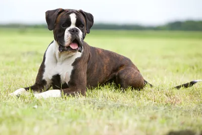 Ушной клещ у собаки | Симптомы, лечение и профилактика