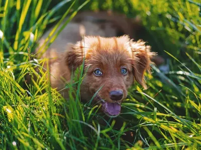 Клещи у собаки: как вытащить, какие симптомы, что делать после укуса