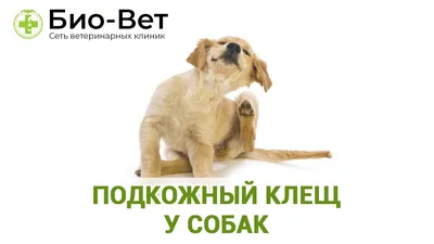 Подкожный клещ у собак: симптомы, виды, профилактика - Bravecto RU