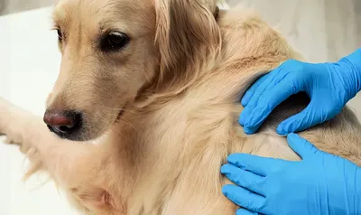 Подкожный клещ у собак - симптомы и лечение // Сеть Ветклиник Био-Вет -  YouTube