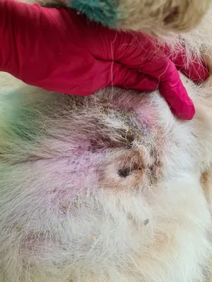 Удаление клещей у кошек и лечение от 150 руб - Пенза и Саранск