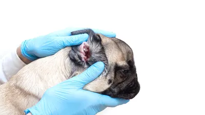 Подкожный клещ у собак: причины, симптомы, лечение, профилактика демодекоза  у собак