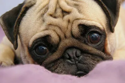 Ушной клещ у собак – отодектоз: как выглядит, симптомы и чем лечить