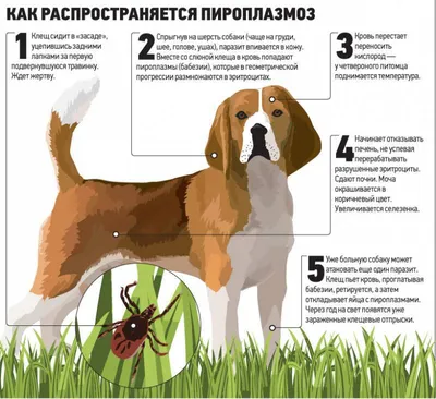 Как помочь питомцу, если обнаружен клещ: инструкция - Ветеринарная клиника  в Зеленограде \"POLIVET\"
