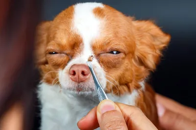 Клещ у собаки: симптомы, как обнаружить, лечение и профилактика | Royal  Canin UA