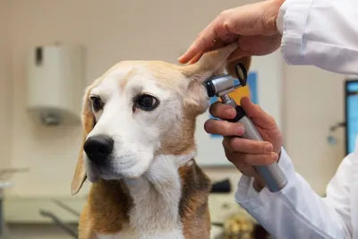 Пироплазмоз у собак - симптомы, диагностика, лечение, профилактика
