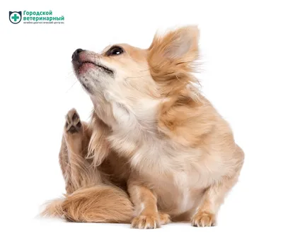 Клещи у собак: определение симптомов и эффективное лечение