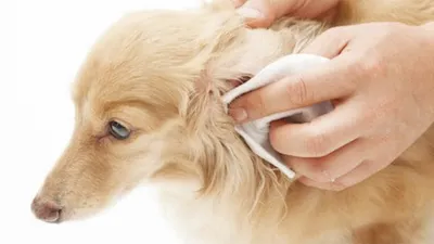 Ушной клещ у собак: симптомы, лечение, фото