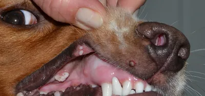 Ушной клещ у собак: симптомы и лечение - Питомцы Mail.ru