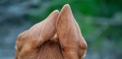 Клещ в ухе у собаки фото фотографии