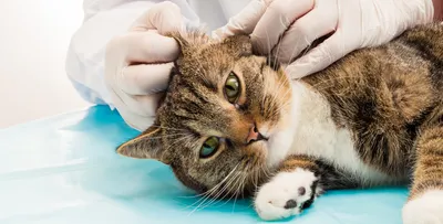 Как лечить ушного клеща у кота — советы ветеринара, препараты