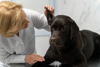 Ушной клещ у собаки: причины, симптомы, лечение, последствия | Собаки |  Dogsacademy.ru | Дзен