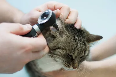 Ушной клещ у кошек: как выглядит отодектоз на фото, чем лечить, препараты