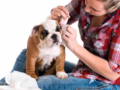 Как лечить ушную гематому у собаки?