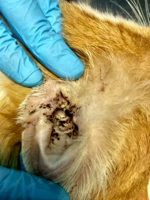 Отогематома у собак и кошек - симптомы и лечение гематомы ушной раковины у  собак и кошек в Москве. Ветеринарная клиника \"Зоостатус\"
