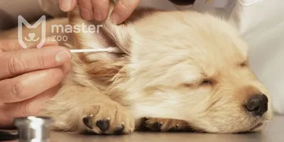 Ушной клещ у собак – отодектоз: как выглядит, симптомы и чем лечить