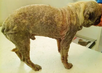 Демодекоз, або підшкірний кліщ у собаки, симптоми, ознаки, лікування - ОлВет