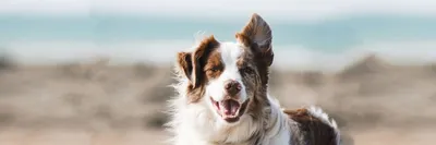 Вушний кліщ у собаки: симптоми, причини і лікування | Royal Canin UA