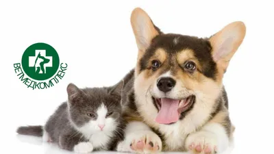 Кліщ у кішки - різновиди, чим загрожує, лікування та профілактика