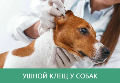 Кліщі у собак: симптоми та лікування | Purina